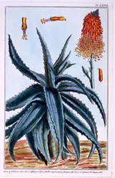 Aloe, illustration från "Collection Precieuse et Enluminee Des Floura", av Pierre Joseph Buchoz, publicerad 1776.